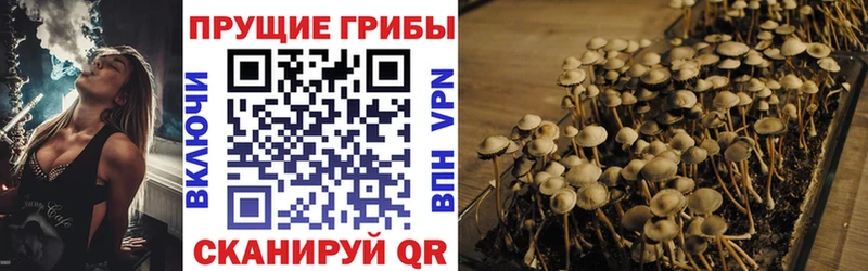 Галлюциногенные грибы мицелий  Купино 
